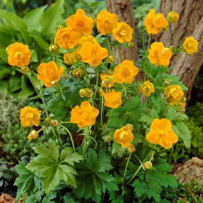 Trollius chinensis Golden Queen, Kinesisk Smörboll