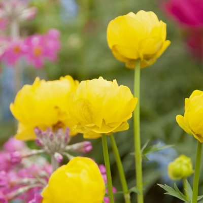 Trollius europaeus Lemon Supreme, Smörboll