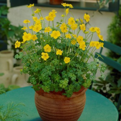 Trollius pumilus, Dvärgsmörskål, P9cm