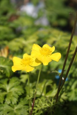 Trollius pumilus, Dvärgsmörskål, P9cm