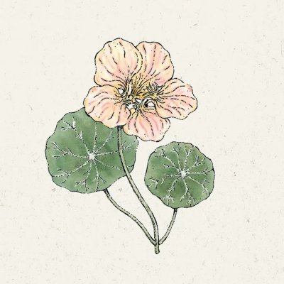 Krasse, Busk-,Tip Top Pink Blush