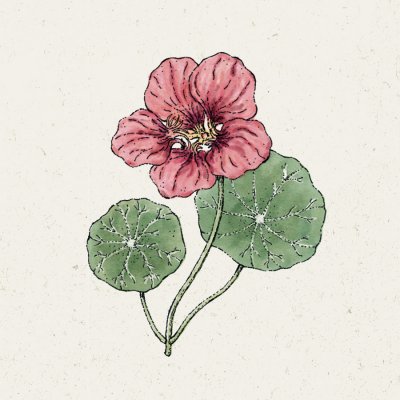 Krasse, Slinger-, Purple Emperor