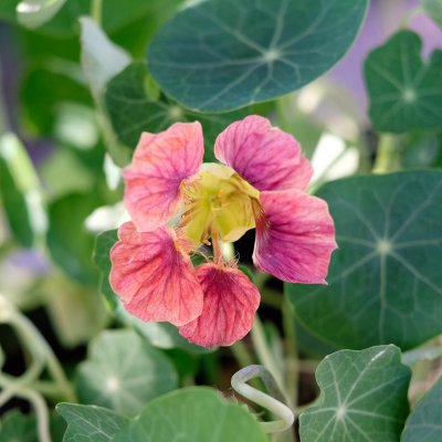 Krasse, Busk-, Ladybird Rose