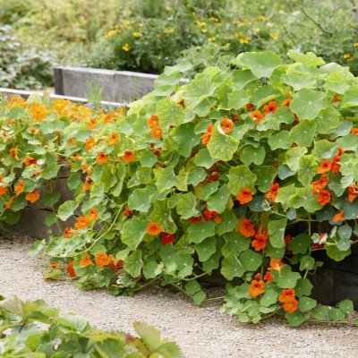 Tropaeolum majus, Krasse