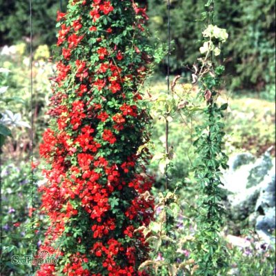 Tropaeolum speciosum, Eldkrasse, P11cm