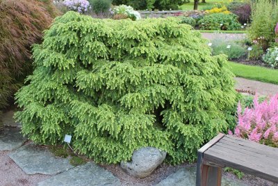 Tsuga canadensis Jeddeloh (Nana), Dvärghemlock, C3