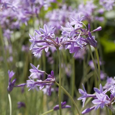 Tulbaghia violacea, Vild Vitlök