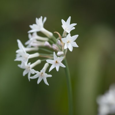 Tulbaghia violacea Alba