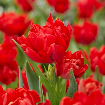 Tulpan Dubbel Tidig Tulipa Abba 10st