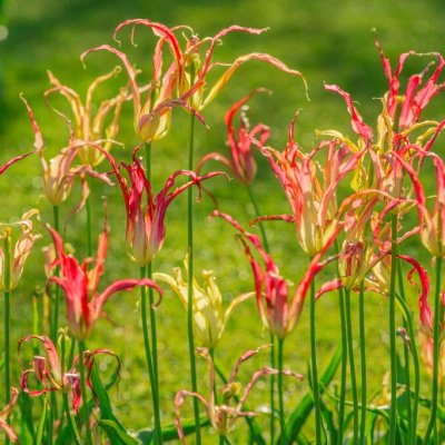 Spindeltulpan Tulipa Acuminata 5st