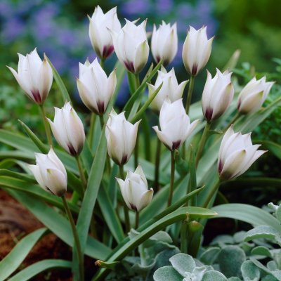 Violtulpan Tulipa humilis Alba Coerulea Oculata 5st