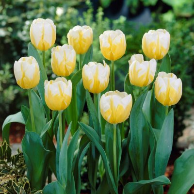Tulpan Darwin Tulipa Alfred Heineken 10st