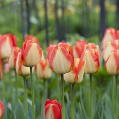 Tulipa darwin American Dream