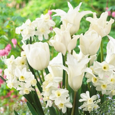Tulpan/Narciss Mix White Valley 20st