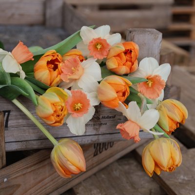 Tulpan & Narciss Sunny Morning 30st