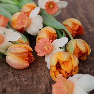 Tulpan & Narciss Sunny Morning 30st