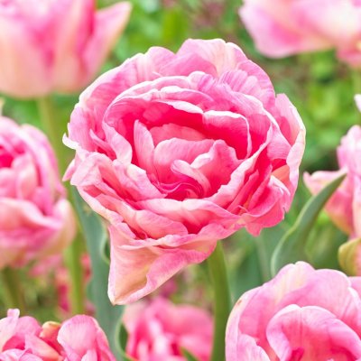 Tulpan Dubbel Sen Tulipa Angelique 7st