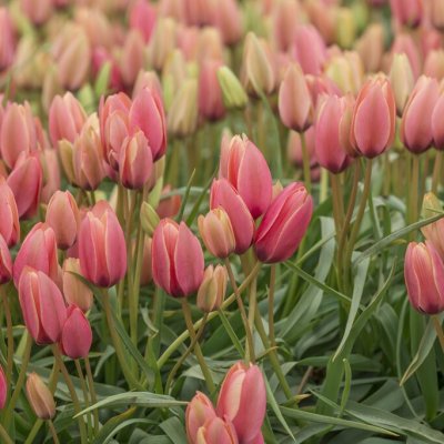 Botanisk Tulpan Tulipa clusiana Annika 7st