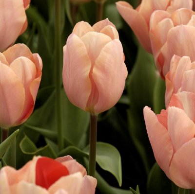 Tulpan Darwin Tulipa Apricot Impression 7st