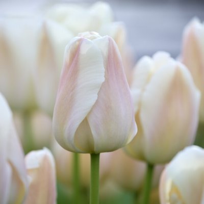 Tulpan Darwin Tulipa Apricot Pride 7st