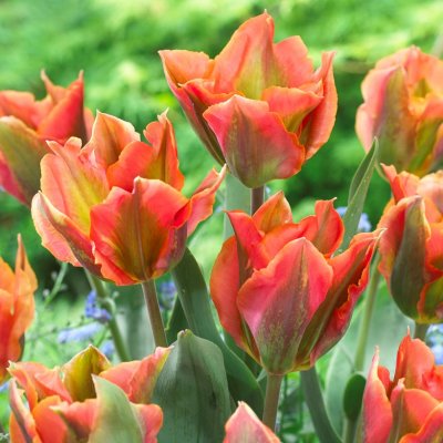 Grönbandad Tulpan Tulipa viridiflora Artist 7st