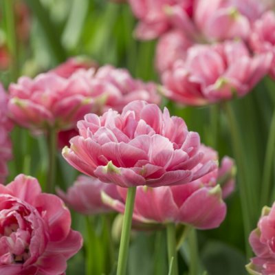 Tulpan Dubbel Sen Tulipa Aveyron 7st