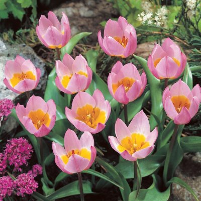 Tulpan Botanisk Tulipa Bakeri Lilac Wonder 10st