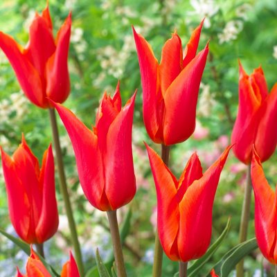 Tulpan Lilja Tulipa Ballerina 10st