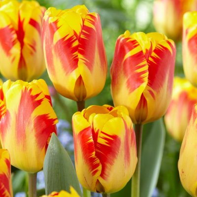 Tulpan Triumf Tulipa Banja Luka 10st