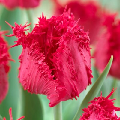 Tulpan Fransig Tulipa Barbados 7st