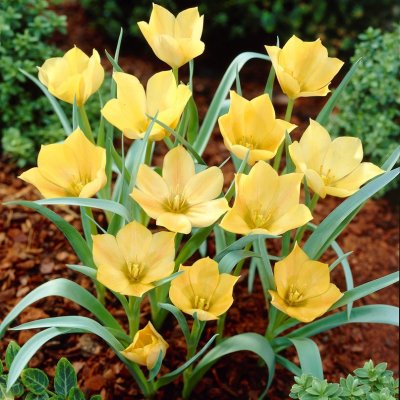 Bokharatulpan Tulipa linifolia Bright Gem 10st