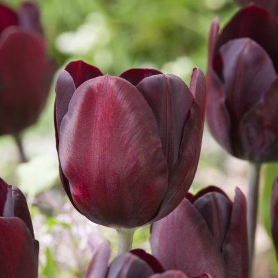 Tulpan Enkel Sen Tulipa Black Bean 7st