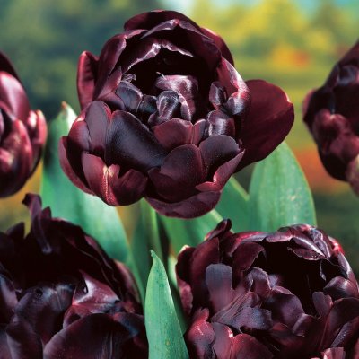Tulpan Dubbel Sen Tulipa Black Hero ® 7st