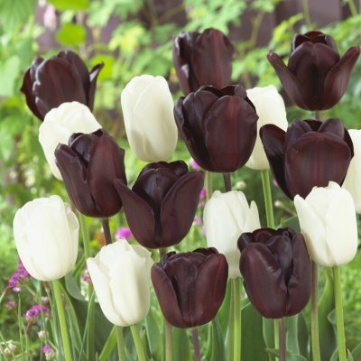 Tulpan Triumf Tulipa Black Jacky Mix 10st