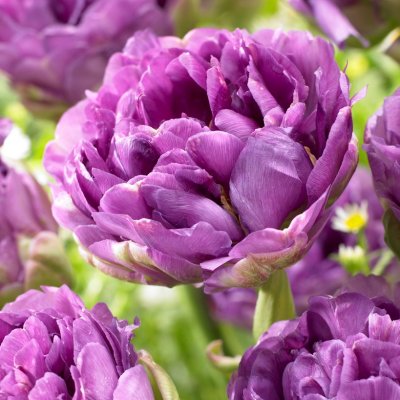 Tulpan Dubbel Sen Tulipa Blue Wow 5st
