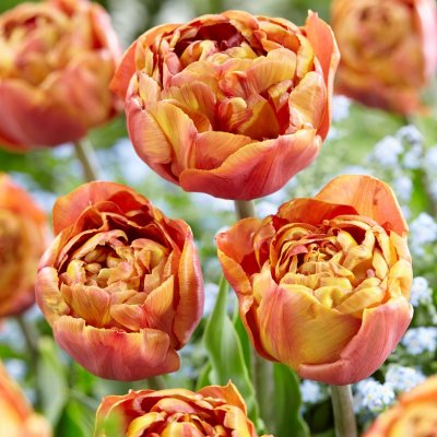 Tulpan Dubbel Tidig Tulipa Brownie 7st