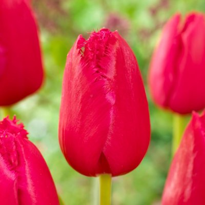 Tulpan Fransig Tulipa Burgundy Lace 10st