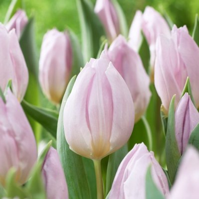 Tulpan Enkel Tidig Tulipa Candy Prince 10st