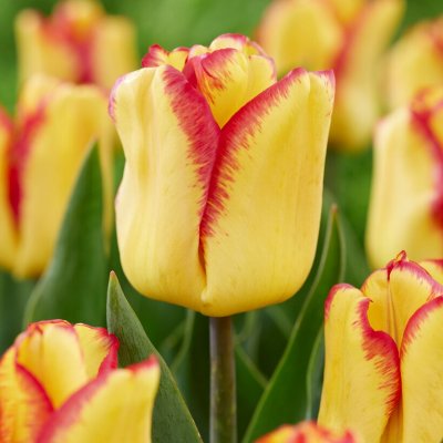 Tulpan Triumf Tulipa Cape Town 10st