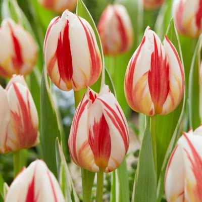 Tulpan Triumf Tulipa Carnival de Rio 10st