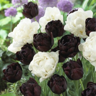 Tulpan Dubbel Sen Tulipa Charming Mix 10st