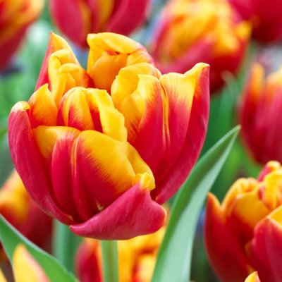 Tulpan Dubbel Tidig Tulipa Cilesta 7st