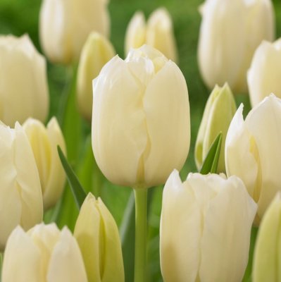 Tulpan Enkel Sen Tulipa City of Vancouver 10st