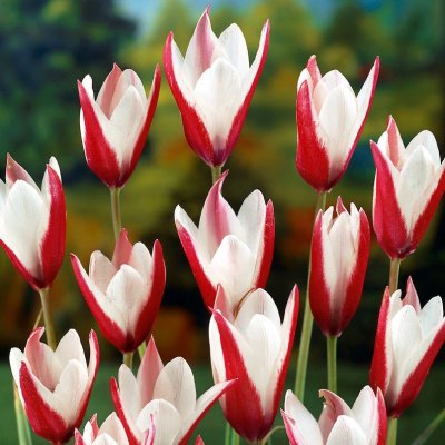 Italiensk Tulpan Tulipa clusiana 10st