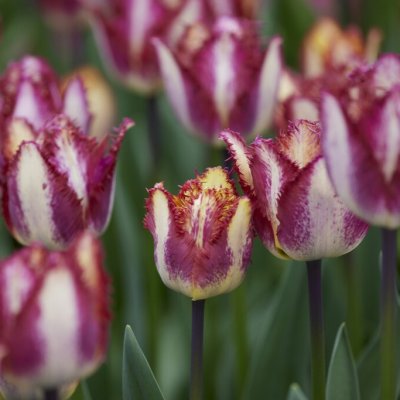 Tulpan Tulipa Colour Fusion ® 5st
