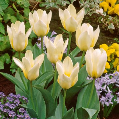 Näckrostulpan Tulipa kaufmania Concerto 10st