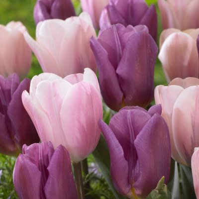 Tulpan Tulipa Promise Mix 10st