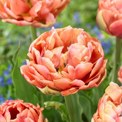 Tulpan Dubbel Sen Copper Image 7st