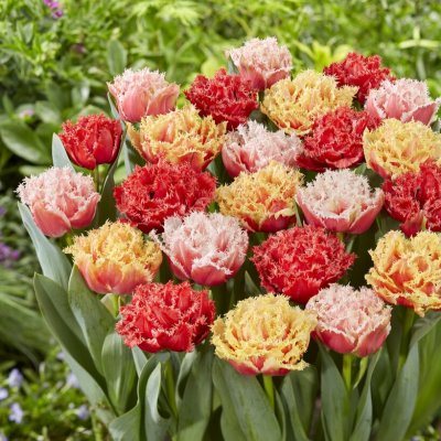 Tulpan Fransig Dubbel Tulipa Crispa Double Mix 10st