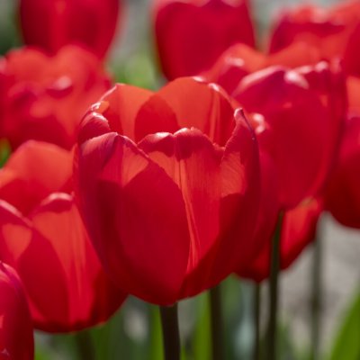 Tulpan Darwin Tulipa Cherry Delight 7st